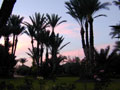 Marrakech evening in the Palmerie