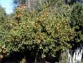 Toscana orange tree in March 2000